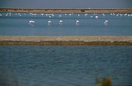 Las Marismas del Guadalquivir